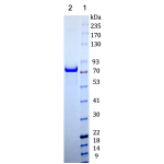 Human Transferrin Receptor/TFR1 N-terminal 10×His tag